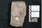 Foto (Objekt + Etikett) von Ficus sagoriana Ettingshausen (NHMW-GEO-2024-0188-8060a)